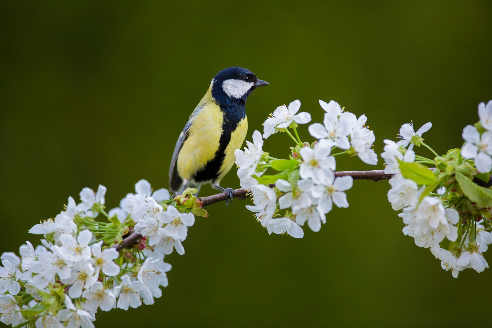 Great Tit (Parus major) perched on a blossoming branch